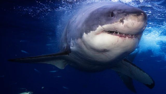 Shark that ate Russian man on camera to be mummified in Egyptian museum Shark that ate Russian man on camera to be mummified in Egyptian museum