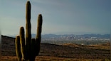 How the unbearable heat in US state of Phoenix is killing even cactus plants