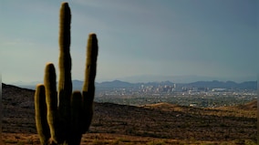 How the unbearable heat in US state of Phoenix is killing even cactus plants