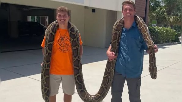 'Dream come true': 19-foot-long Burmese Python captured by Floridan snake hunter