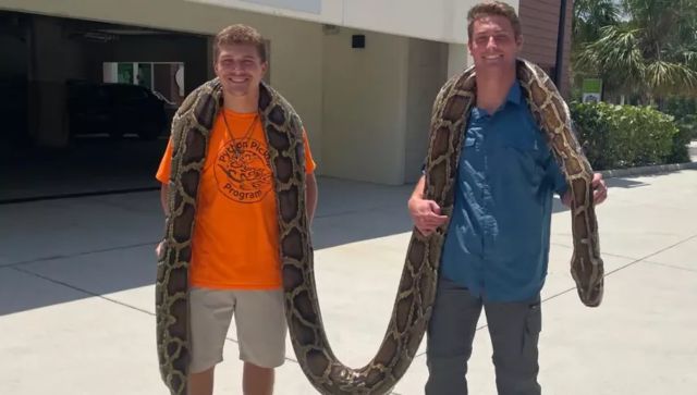 'Dream come true': 19-foot-long Burmese Python captured by Floridan snake hunter 'Dream come true': 19-foot-long Burmese Python captured by Floridan snake hunter