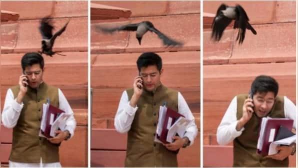 'Jhooth bole kauwa kaate': BJP trolls AAP's Raghav Chadha after crow 'attacks' him outside Parliament