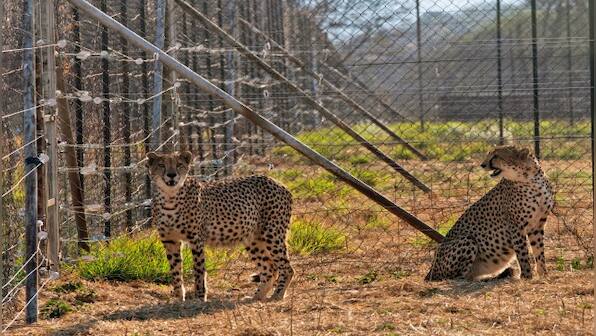 Eighth cheetah dies at Kuno National Park: Are satellite collars to blame?