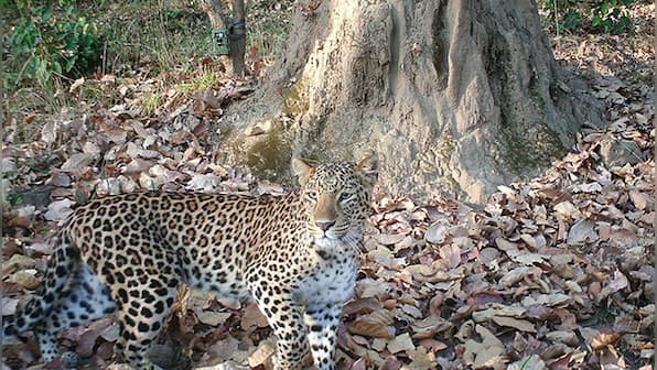 In Uttarakhand, a man-eater leopard unleashes a reign of terror, casting a pall over social and economic life