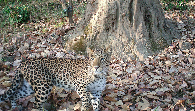 In Uttarakhand, a man-eater leopard unleashes a reign of terror, casting a pall over social and economic life In Uttarakhand, a man-eater leopard unleashes a reign of terror, casting a pall over social and economic life