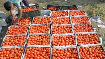 Seeing Red: Why tomato prices are likely to hit Rs 300 per kg