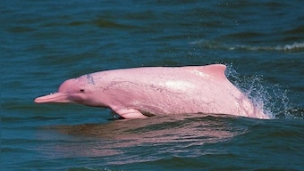 Rare pink dolphins mark their presence in the Gulf of Mexico; internet stunned