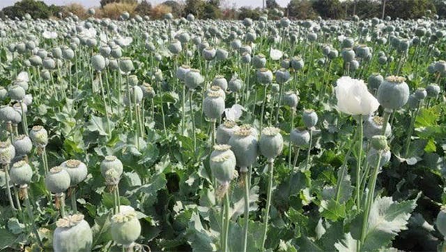 Curse of drugs and how the Golden Triangle entangled disturbed Manipur Curse of drugs and how the Golden Triangle entangled disturbed Manipur