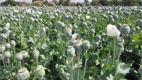 Curse of drugs and how the Golden Triangle entangled disturbed Manipur