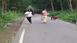Viral: Wild elephants chase 3 men taking selfies in UP's Lakhimpur Kheri
