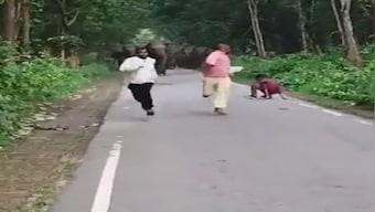 Viral: Wild elephants chase 3 men taking selfies in UP's Lakhimpur Kheri