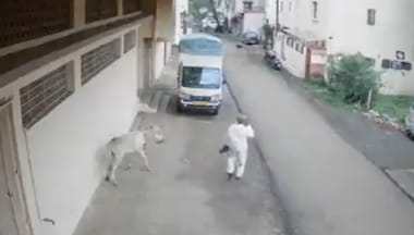 On camera: Donkey launches fatal attack on elderly man in Maharashtra's Kolhapur