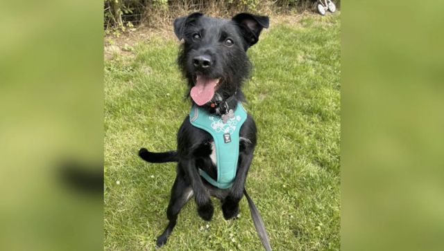 Perturbed by dog's 'barking', UK woman urges vet to euthanise him Perturbed by dog's 'barking', UK woman urges vet to euthanise him