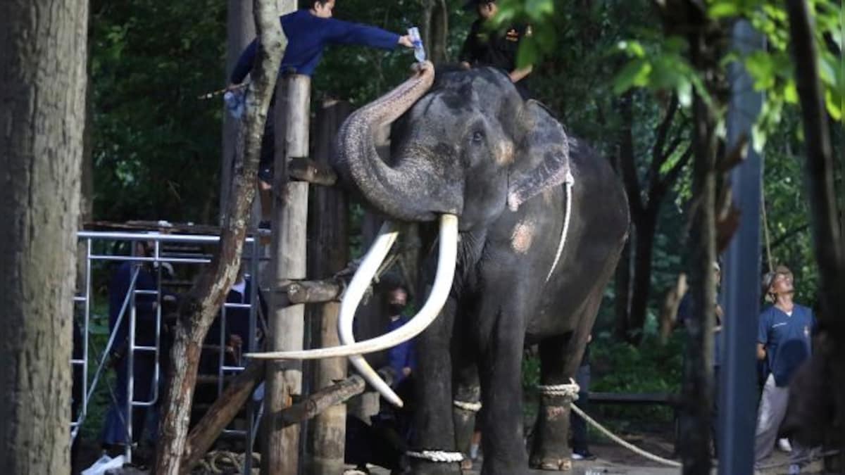 Why a Thai elephant returned home after spending over two decades in Sri Lanka