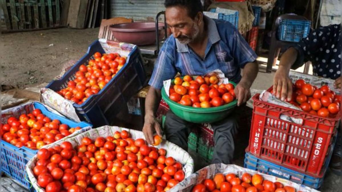 Tomatoes more expensive than petrol: How viruses have destroyed the crop