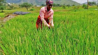 India's summer-sown rice output expected at more than 100 million tonnes in 2023-24