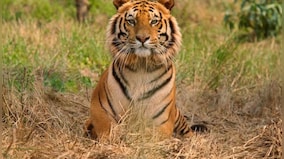 International Tiger Day: How nature tourism helped conserve the big cats in India