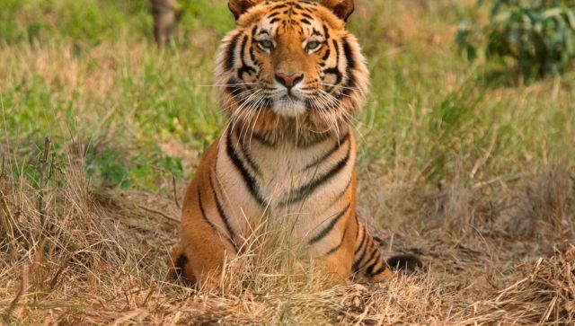 International Tiger Day: How nature tourism helped conserve the big cats in India International Tiger Day: How nature tourism helped conserve the big cats in India