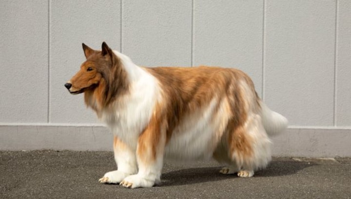 Dog to wolf: Why are Japanese men spending millions to ‘become’ animals?