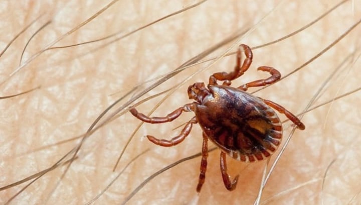 What is CCHF, the new deadly virus spreading across Europe due to climate change?