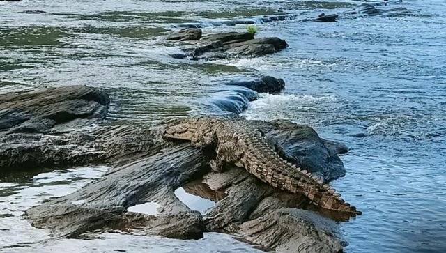 Uttarakhand Rains: Crocodiles leave Ganga, enter residential areas in Haridwar Uttarakhand Rains: Crocodiles leave Ganga, enter residential areas in Haridwar