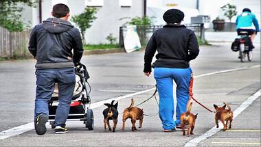 Poop Patrol: Why a French town is introducing DNA testing for dogs