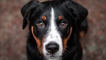 Can some animals smell cancer?