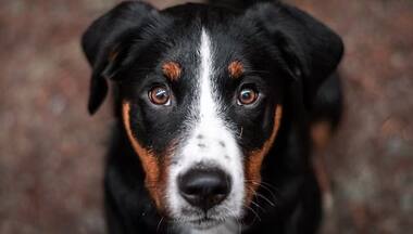 Can some animals smell cancer?