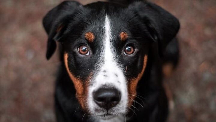 Can some animals smell cancer?