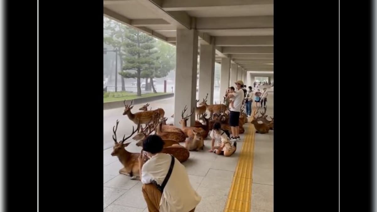 'Serene co-existence': Heartwarming video shows herd of deer seeking shelter alongside humans – Firstpost