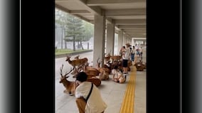 'Serene co-existence': Heartwarming video shows herd of deer seeking shelter alongside humans 