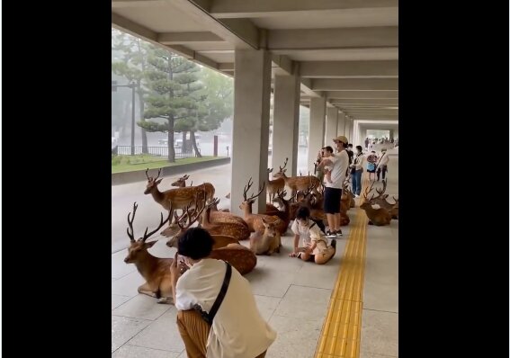 'Serene co-existence': Heartwarming video shows herd of deer seeking shelter alongside humans 'Serene co-existence': Heartwarming video shows herd of deer seeking shelter alongside humans