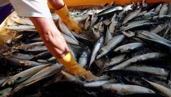 China wary of Fukushima radioactive water discharge into ocean, to intensify ban on import of seafood from Japan