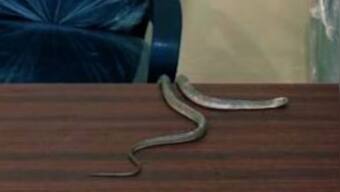 Protesting with snakes: Hyderabad resident takes peculiar step amid civic neglect