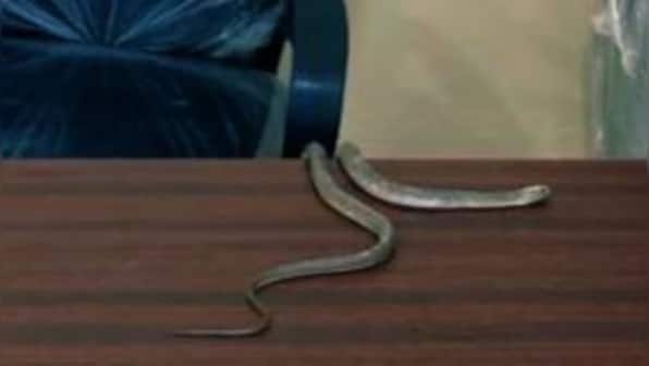 Protesting with snakes: Hyderabad resident takes peculiar step amid civic neglect