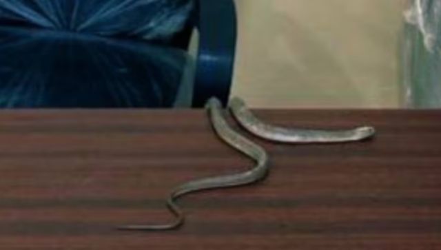 Protesting with snakes: Hyderabad resident takes peculiar step amid civic neglect Protesting with snakes: Hyderabad resident takes peculiar step amid civic neglect
