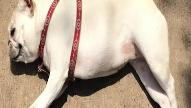 Climate change will affect your pets. Here's how you can take care of them