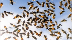 Bee-ware: Five million bees fall off truck near Toronto, commuters asked to keep windows closed