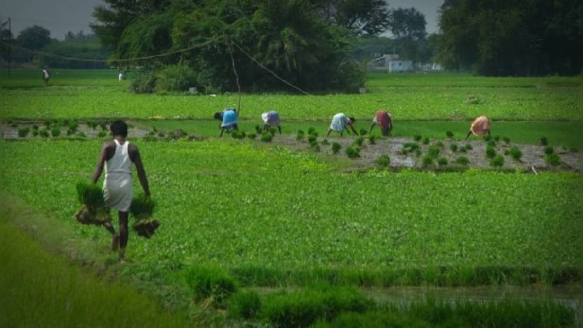 Weather Report: Clear skies in August to affect agriculture