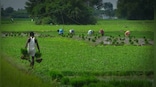 Weather Report: Clear skies in August to affect agriculture