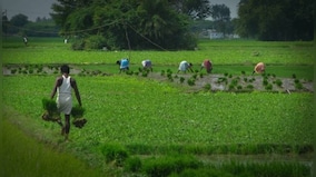 Weather Report: Clear skies in August to affect agriculture