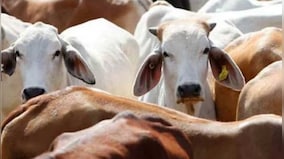 Don't intend to declare cow as national animal of India: Govt to Parliament