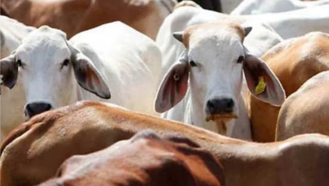 Don't intend to declare cow as national animal of India: Govt to Parliament Don't intend to declare cow as national animal of India: Govt to Parliament