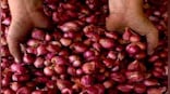 NCCF procures 2,826 tonnes onion from farmers for buffer stock; to scale up buying in coming days