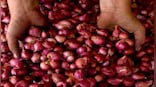 Centre starts releasing onions in key markets from buffer stock to rein in prices