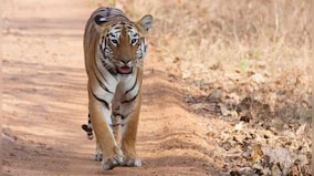 Population of tigers in India increased from 1 411 in 2006 to 3 682 in 2022: Govt in LS