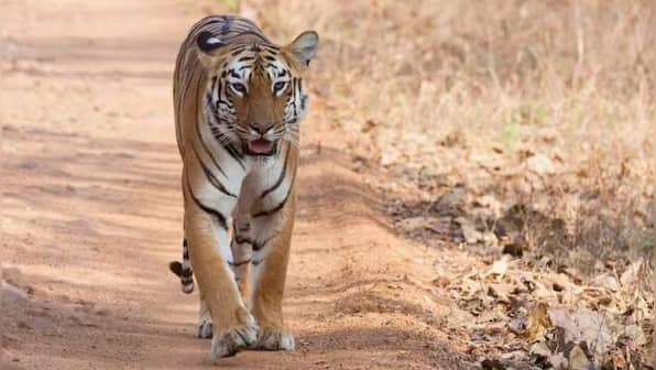 Population of tigers in India increased from 1 411 in 2006 to 3 682 in 2022: Govt in LS