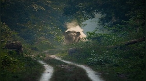 World Photography Day 2023: Stunning image of wild elephant leaves people mesmerised