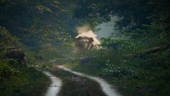 World Photography Day 2023: Stunning image of wild elephant leaves people mesmerised