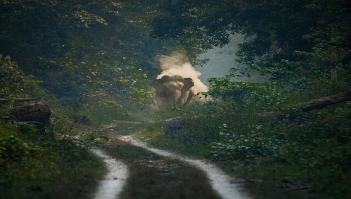 World Photography Day 2023: Stunning image of wild elephant leaves people mesmerised